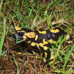 Salamandra-de-pintas-amarelas