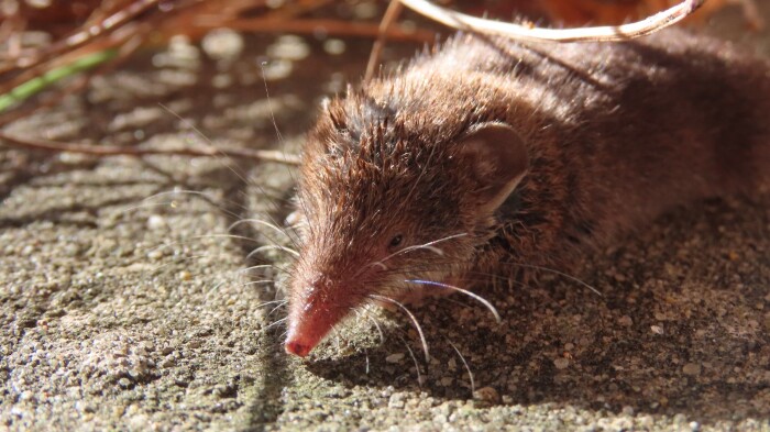 Musaranho-de-dentes-brancos
