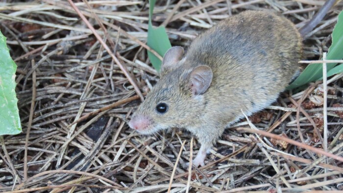 Rato-das-hortas