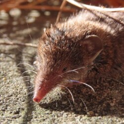 Musaranho-de-dentes-brancos