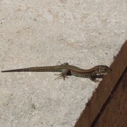 <em>Podarcis carbonelli</em> (Pérez-Mellado, 1981)