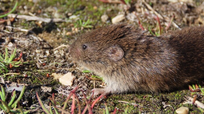 Rato-cego