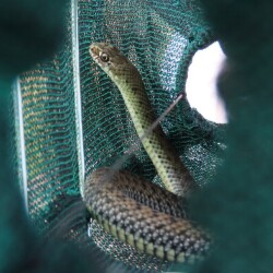 Cobra-rateira em capturador de funil contráctil