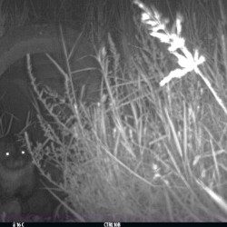 <em>Lutra lutra</em> (Linnaeus, 1758)