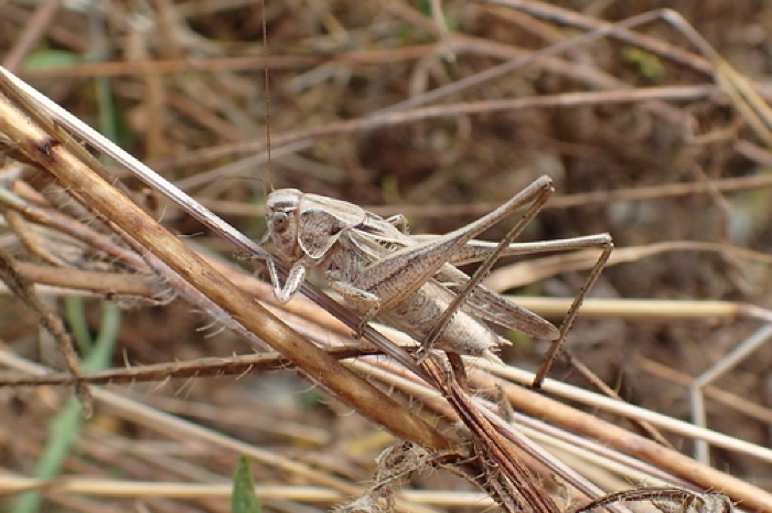 Fonte: John Walsh. (6 de junho de 2024). Recuperado de https://www.inaturalist.org/photos/403631505