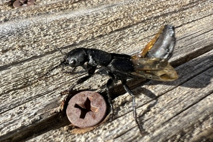 Fonte: Sabina Philippe. (3 de fevereiro de 2024). Recuperado de https://www.inaturalist.org/photos/349446188