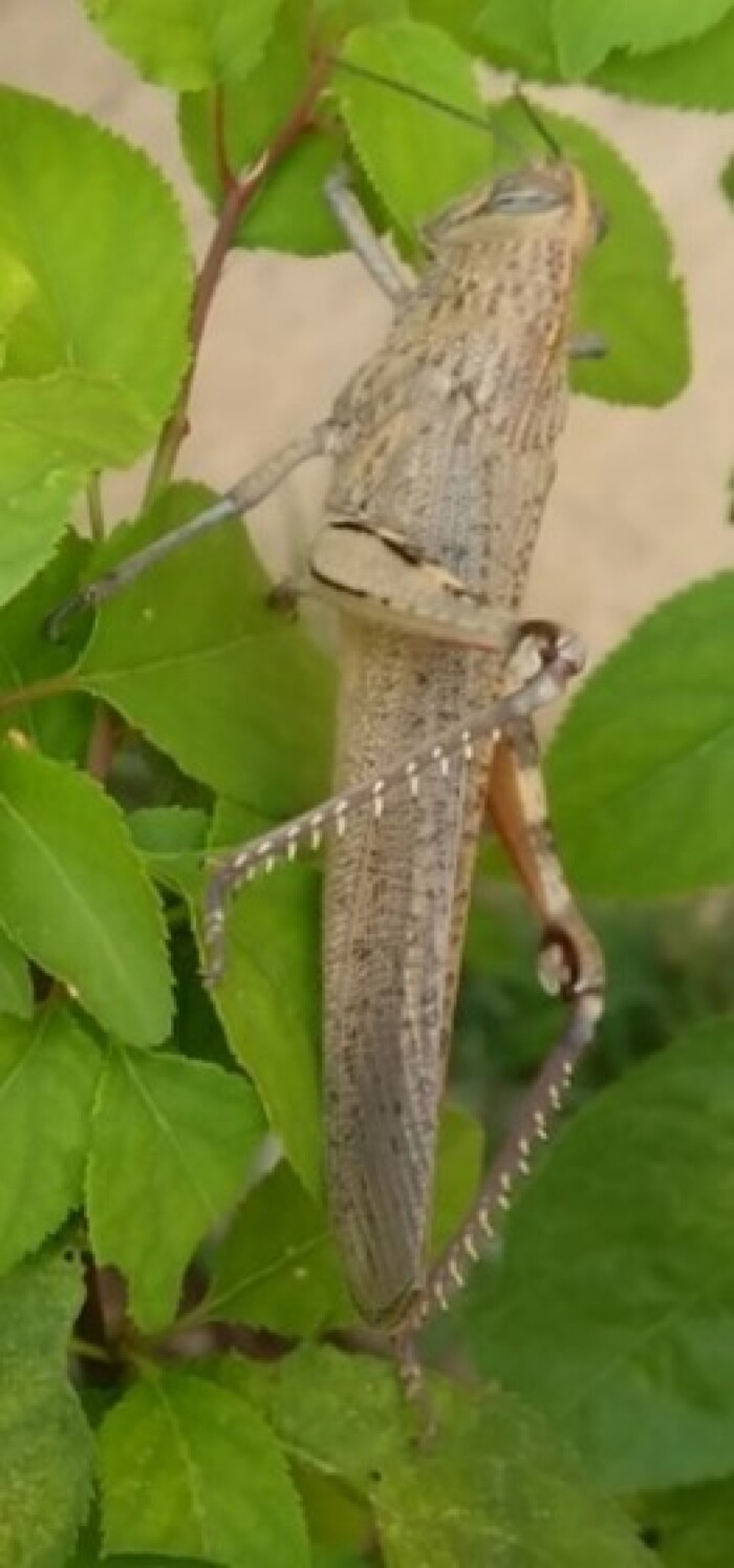 Fonte: Sofia Giakoumi. (19 de outubro de 2019). Recuperado de https://www.inaturalist.org/observations/34582262