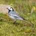<em>Motacilla alba</em> (Linnaeus, 1758)