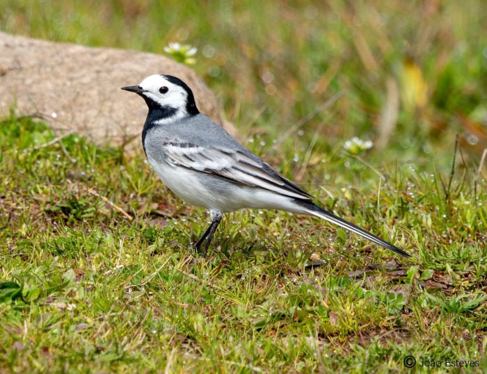 <em>Motacilla alba</em> (Linnaeus, 1758)