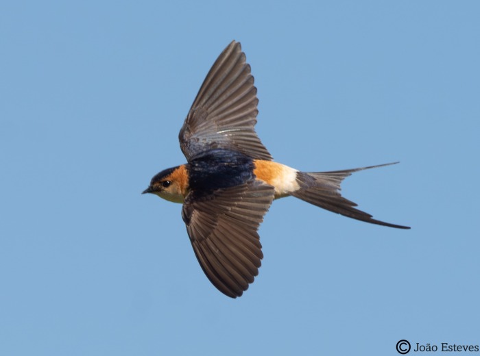 <em>Cecropis daurica</em> (Temminck, 1835)