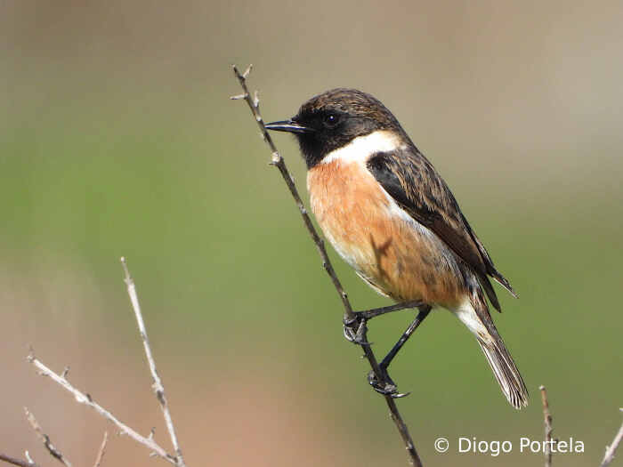 Cartaxo-comum macho.