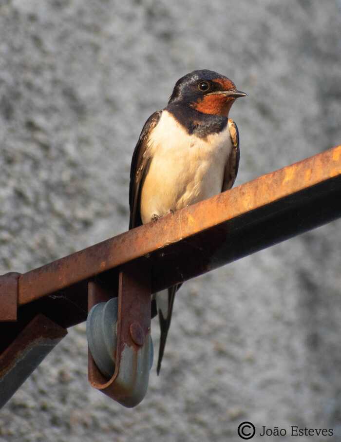 <em>Hirundo rustica</em> (Linnaeus, 1758)