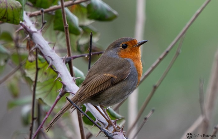 Pisco-de-peito-ruivo.