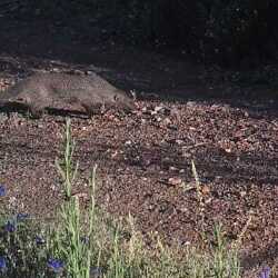 <em>Mus musculus</em> (Linnaeus, 1758)