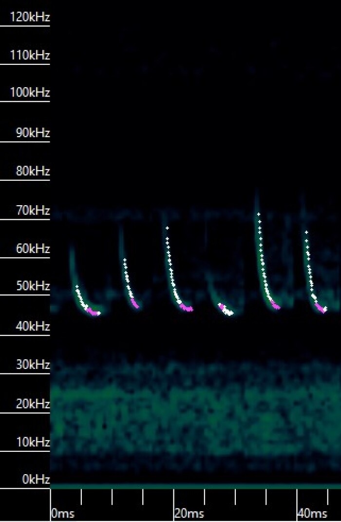 Imagem de espectrograma de morcego-anão