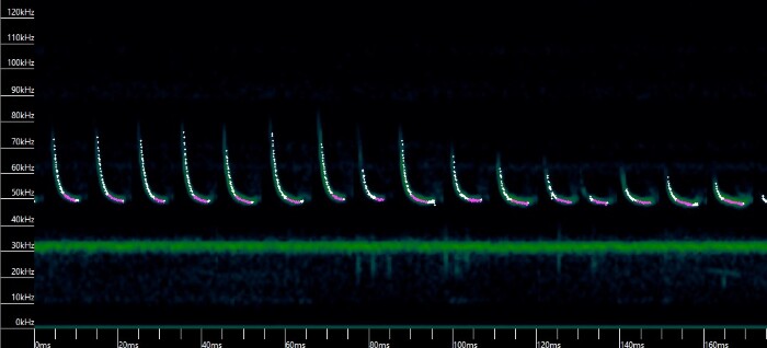Imagem de espectrograma de morcego-pigmeu