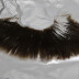 Corte longitudinal