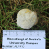 <em>Hypomyces chrysospermus</em> (Bull.) Tul. & C. Tul.