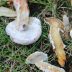 <em>Hypomyces chrysospermus</em> (Bull.) Tul. & C. Tul.