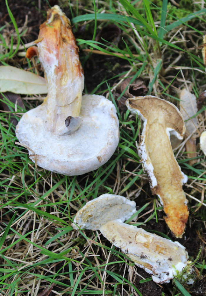 <em>Hypomyces chrysospermus</em> (Bull.) Tul. & C. Tul.
