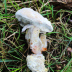 <em>Hypomyces chrysospermus</em> (Bull.) Tul. & C. Tul.