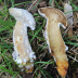 <em>Hypomyces chrysospermus</em> (Bull.) Tul. & C. Tul.