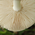 <em>Amanita supravolvata</em> Lanne
