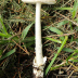 <em>Amanita supravolvata</em> Lanne