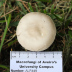 <em>Amanita supravolvata</em> Lanne