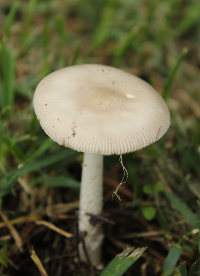 <em>Amanita supravolvata</em> Lanne