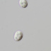 <em>Amanita supravolvata</em> Lanne