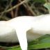 <em>Amanita supravolvata</em> Lanne