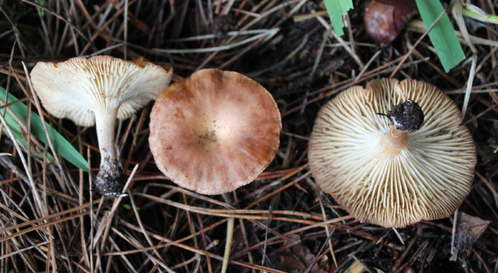 Vista lateral e inferior (pileus, estipe, lâminas)