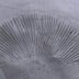 <em>Amanita supravolvata</em> Lanne