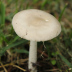 <em>Amanita supravolvata</em> Lanne