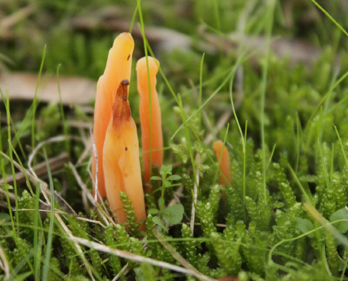 <em>Clavaria salentina</em> Agnello & Baglivo