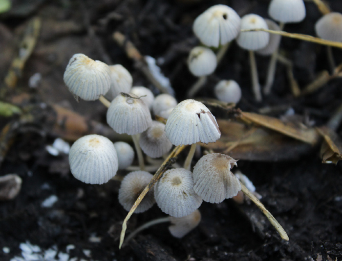 <em>Coprinellus disseminatus </em>(Pers.) J.E. Lange