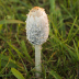 <em>Coprinus comatus</em> (O.F. Müll.) Pers.