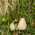 <em>Coprinopsis atramentaria </em>(Bull.) Redhead, Vilgalys & Moncalvo
