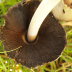 <em>Coprinopsis atramentaria </em>(Bull.) Redhead, Vilgalys & Moncalvo