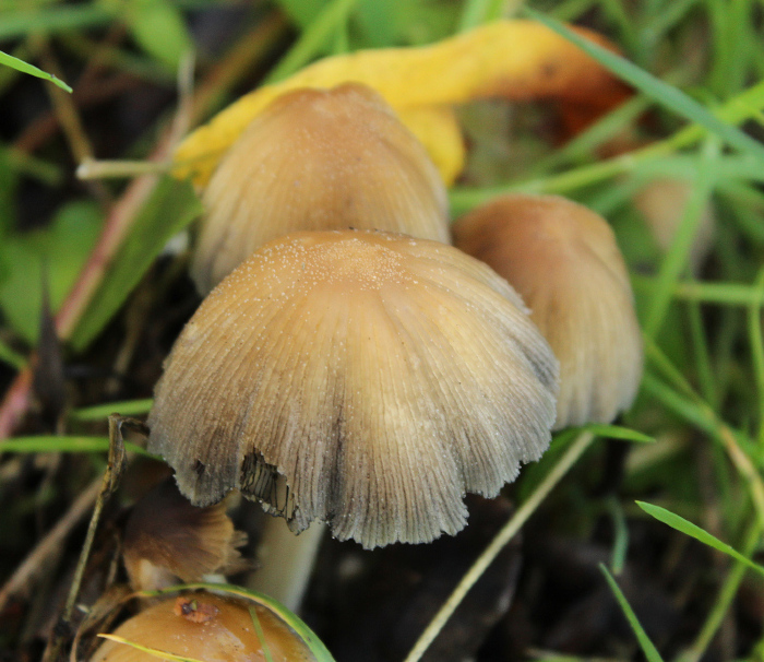 <em>Coprinellus micaceus</em> (Bull.) Vilgalys, Hopple & Jacq. Johnson