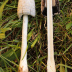 <em>Coprinus comatus</em> (O.F. Müll.) Pers.