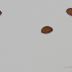 <em>Coprinellus disseminatus </em>(Pers.) J.E. Lange
