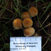 <em>Coprinellus micaceus</em> (Bull.) Vilgalys, Hopple & Jacq. Johnson