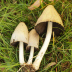 <em>Coprinopsis atramentaria </em>(Bull.) Redhead, Vilgalys & Moncalvo
