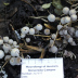 <em>Coprinellus disseminatus </em>(Pers.) J.E. Lange