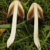 <em>Coprinopsis atramentaria </em>(Bull.) Redhead, Vilgalys & Moncalvo