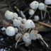 <em>Coprinellus disseminatus </em>(Pers.) J.E. Lange
