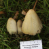 <em>Coprinopsis atramentaria </em>(Bull.) Redhead, Vilgalys & Moncalvo