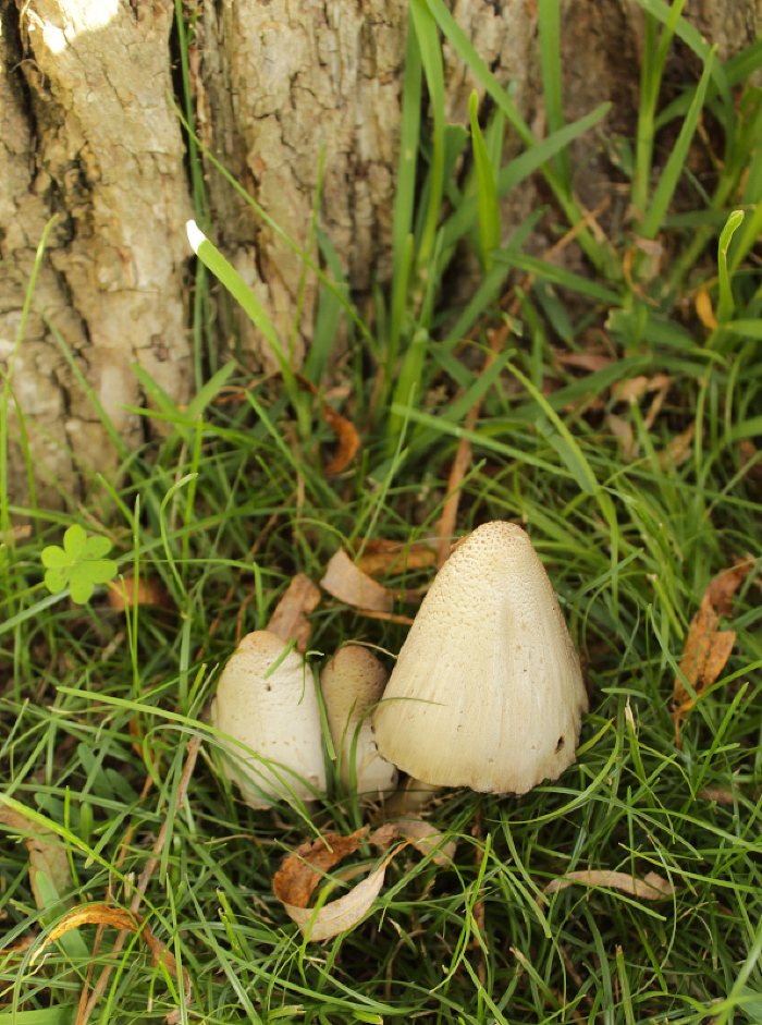 <em>Coprinopsis atramentaria </em>(Bull.) Redhead, Vilgalys & Moncalvo